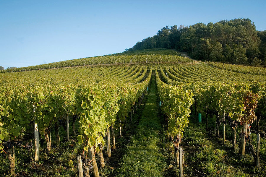De wijngaard van Vignobles Franck Despagne in Montagne Saint-Émilion