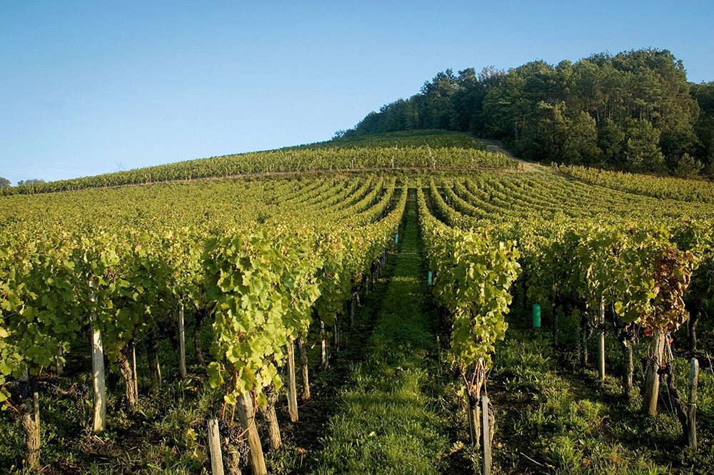 De wijngaard van Vignobles Franck Despagne in Montagne Saint-Émilion