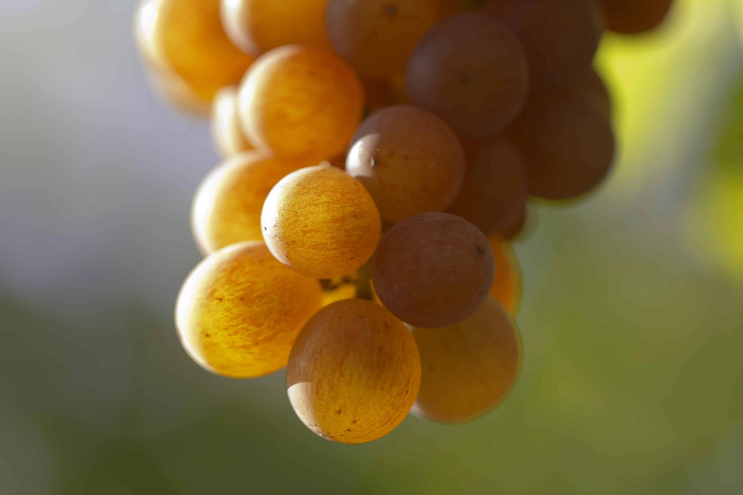 Close-up van rijpe wijndruiven bij Domaine Pierre Adam.