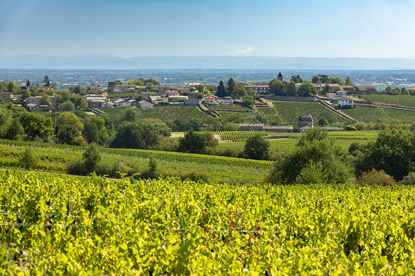 Domaine Mathias