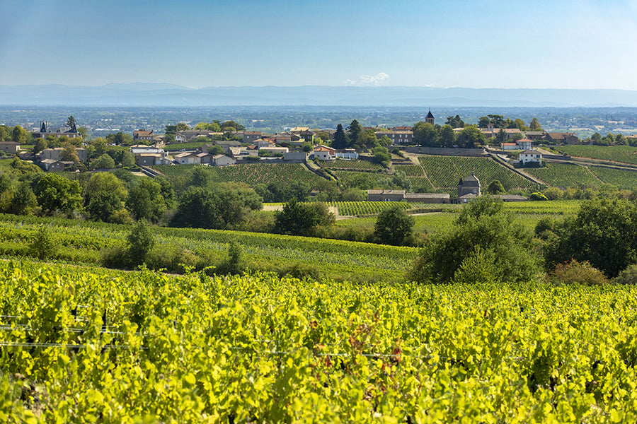Domaine Mathias