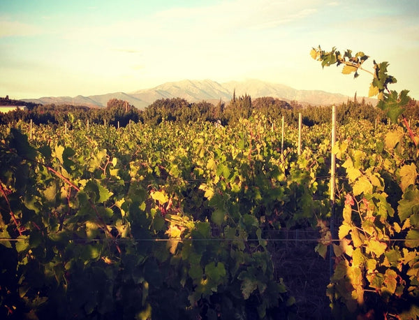 Domaine Treloar