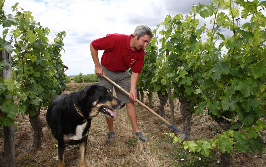 Domaine de la Chanteleuserie