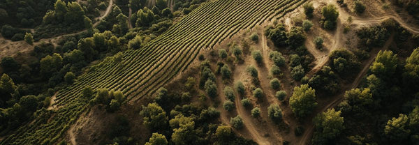 Celler Bartolome