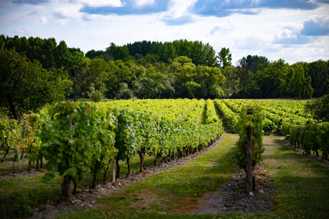 Domaine Landreau wijngaard Criteuil-la-Magdeleine