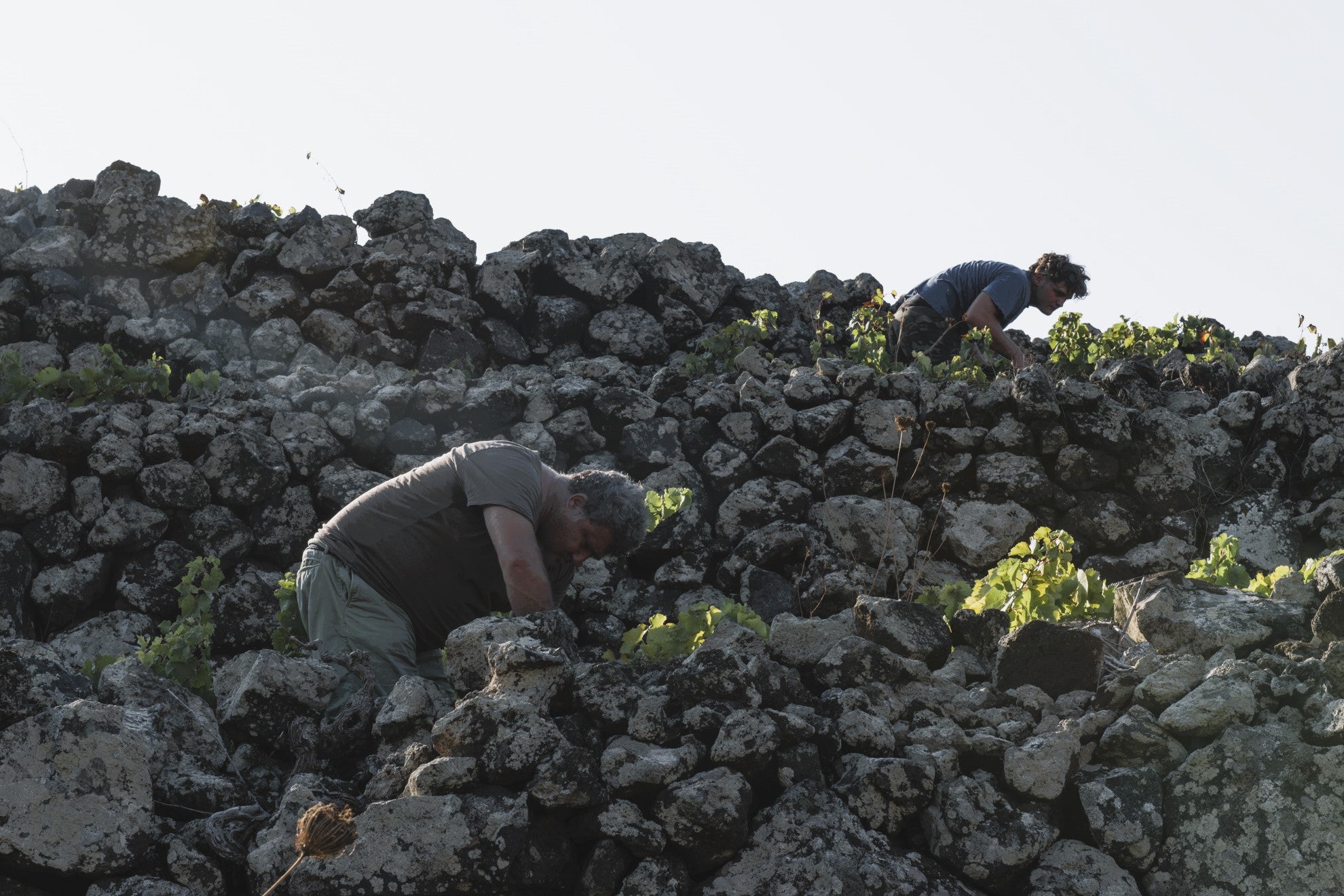 Boeren van Abbazia San Giorgio werken de lava-muren op Pantelleria