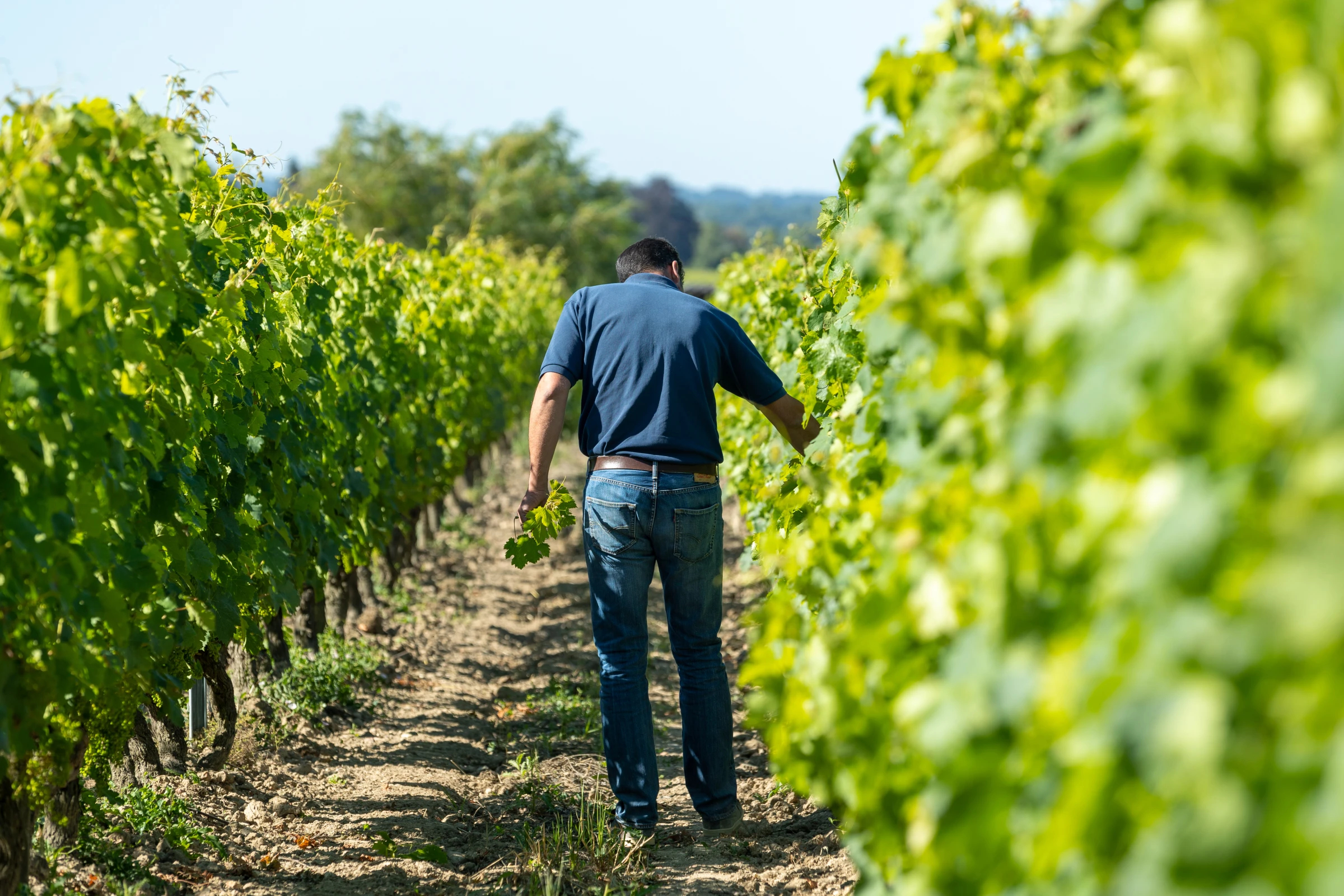 Aan het werk tussen de wijnranken bij Domaine du Petit Bondieu.